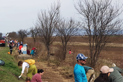 Tree planting along roadside